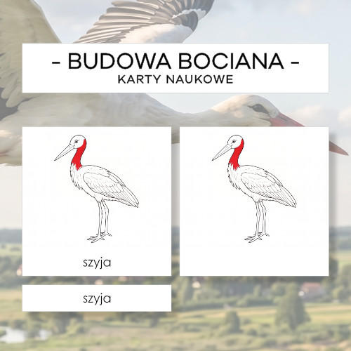 Budowa bociana - karty naukowe 11 szt.