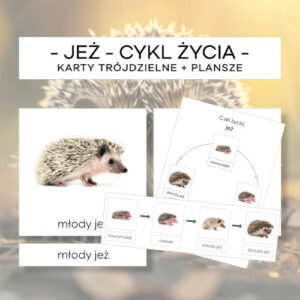 Cykl życia jeża - karty trójdzielne 4 szt. + plansze 2 szt.