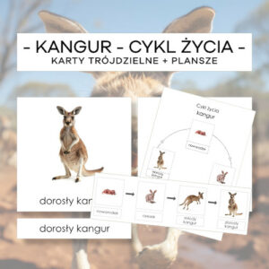 Cykl życia kangura - karty trójdzielne 4 szt. + plansze 2 szt.