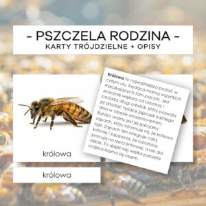 Pszczela rodzina - karty trójdzielne + opisy