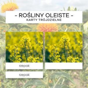 Rośliny oleiste - karty trójdzielne 12 szt.