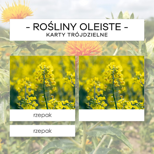 Rośliny oleiste - karty trójdzielne 12 szt.