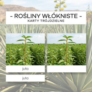 Rośliny włókniste - karty trójdzielne 12 szt.