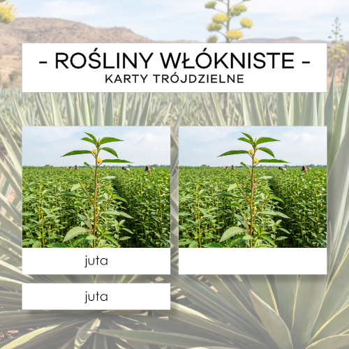 Rośliny włókniste - karty trójdzielne 12 szt.