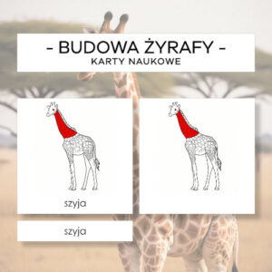 Budowa żyrafy - karty naukowe 13 szt.