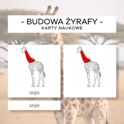Budowa żyrafy - karty naukowe 13 szt.
