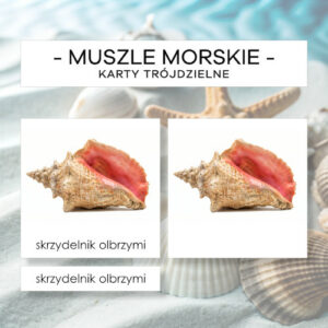 Muszle morskie - karty trójdzielne 24 szt.