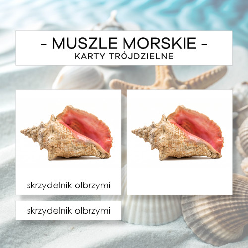 Muszle morskie - karty trójdzielne 24 szt.
