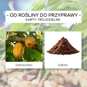 Od rośliny do przyprawy - karty trójdzielne 40 szt.