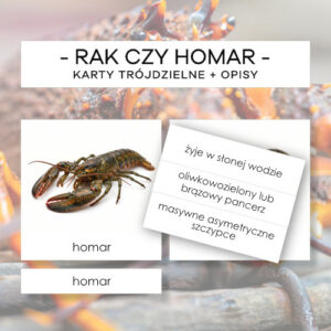 Rak czy homar - karty trójdzielne 4 szt. + opisy