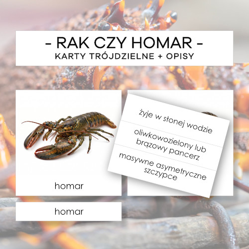 Rak czy homar - karty trójdzielne 4 szt. + opisy
