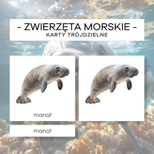 Zwierzęta morskie - karty trójdzielne 24 szt.