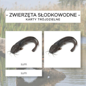 Zwierzęta słodkowodne - karty trójdzielne 24 szt.