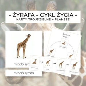 Cykl życia żyrafy - karty trójdzielne 4 szt. + plansze 2 szt.