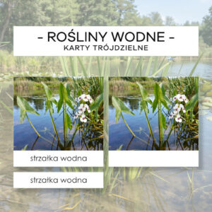 Rośliny wodne - karty trójdzielne 24 szt.