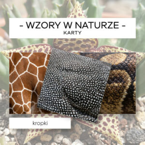 Wzory w naturze - karty